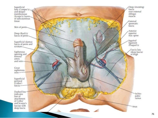 dartos fascia of penis Blond fucks old man
